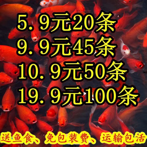 草金鱼活鱼小锦鲤鱼冷水观赏鱼苗