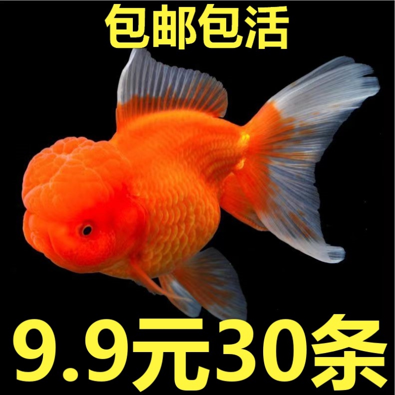 红国狮金鱼活鱼锦鲤鱼冷水观赏鱼苗淡水鱼耐活好养小金鱼龙睛泰狮