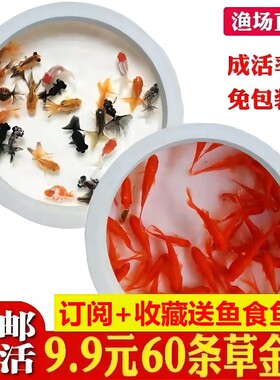 不用打氧的金鱼活鱼好养耐活小鱼养不死自来水锦鲤观赏鱼宠物大全