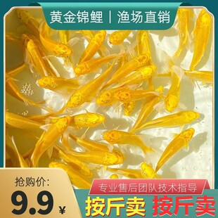 按斤卖红草金鱼活鱼锦鲤鱼活淡水冷水观赏鱼苗大小型耐活体热带鱼