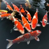 日本锦鲤鱼活体大型淡冷水观赏鱼纯种大正红白写昭和松叶孔雀金鱼
