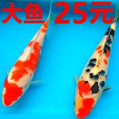大锦鲤鱼活金鱼活鱼冷水观赏鱼苗红白大正大型鱼耐活好养鱼缸淡水