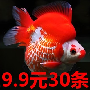 鎏金金鱼活鱼锦鲤鱼活体冷水观赏鱼苗淡水鱼耐活好养龙睛国狮丹顶