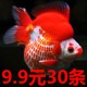 鎏金金鱼活鱼锦鲤鱼活体冷水观赏鱼苗淡水鱼耐活好养龙睛国狮丹顶