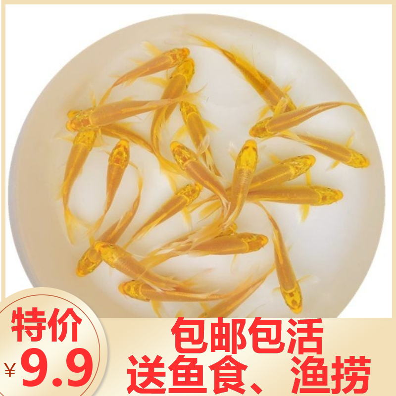 草金鱼活鱼小锦鲤鱼冷水观赏鱼苗