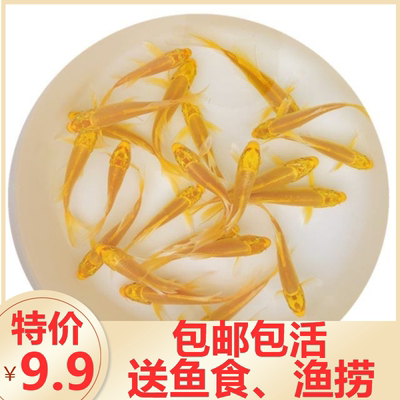 淡水鱼观赏鱼好养耐活花草锦鲤活