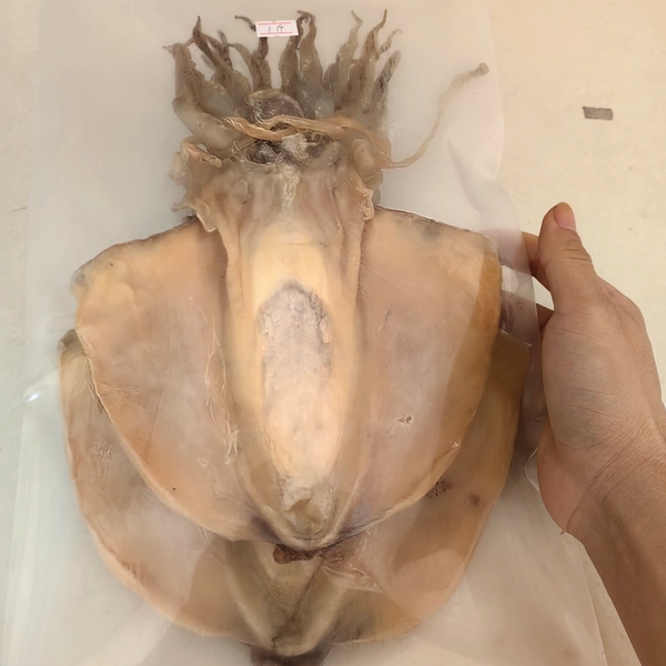 广东南海特产超大墨鱼干可炒菜煲汤营养煮粥新鲜日晒宝宝辅食包邮