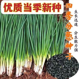 易种小葱种子阳台室内盆栽葱种子批发家庭菜种子 小香葱籽种子四季