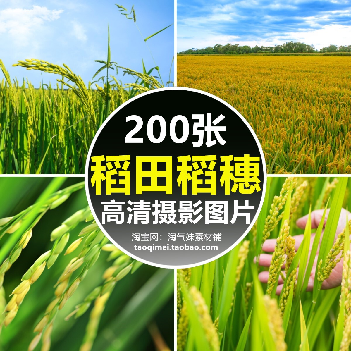 高清jpg稻田稻穗图片稻谷水稻粮食稻花农村农田农业宣传摄影素材