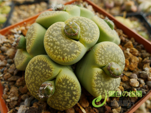 C12A日轮园艺种Green Goddess 自产生石花种子 黑白绚丽