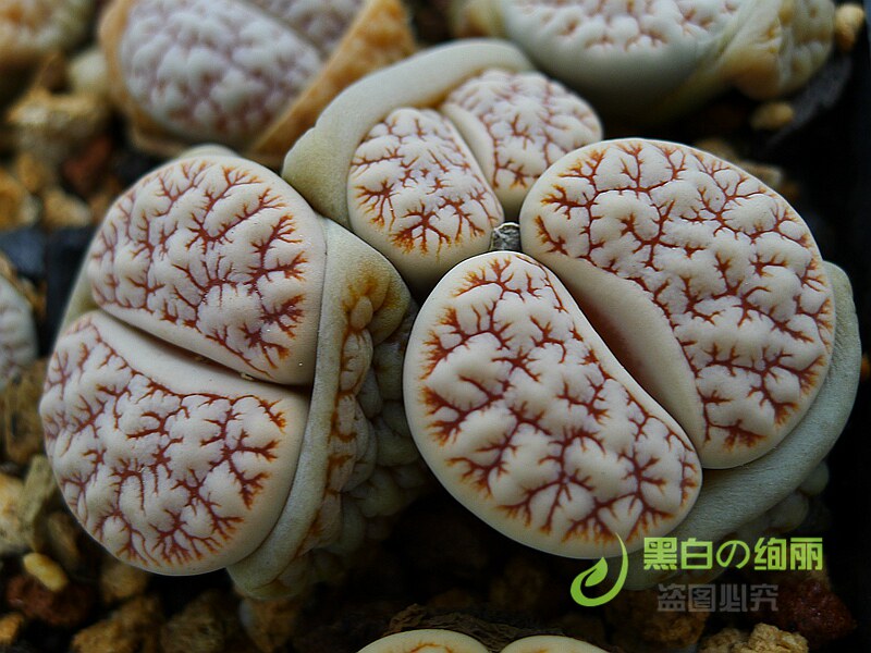 C189 EX 荒玉脑纹猪脑小花苇胧玉 自产生石花种子   黑白绚丽