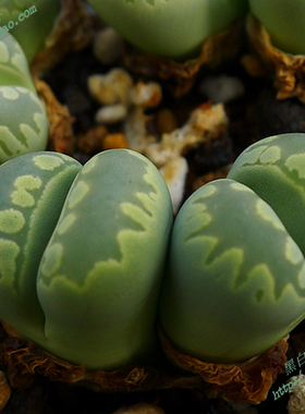 C128A绿大津汇Aquamarine 自产生石花种子 黑白绚丽