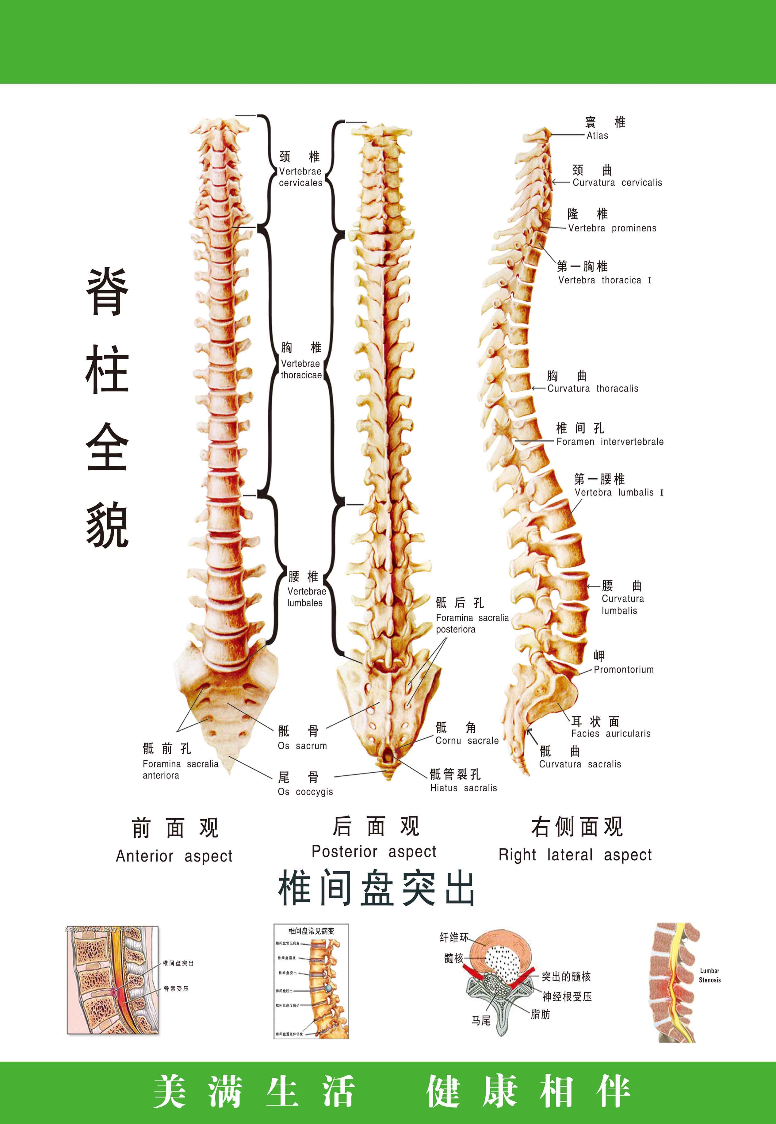 医院骨科科室布置装饰挂图 医学脊椎骨骼知识宣传海报 人体脊柱