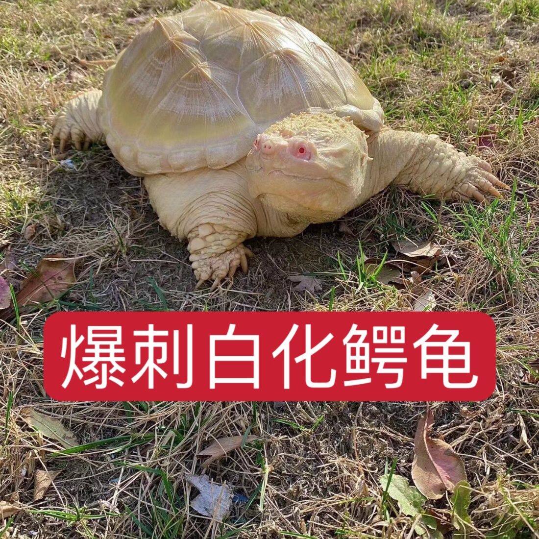 白化鳄龟蛋可孵化原种纯佛爆刺佛鳄乌龟蛋可孵化鳄龟蛋受精蛋幼苗