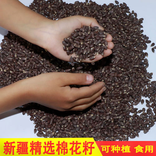 新疆棉花籽种子包衣春季种植长绒棉棉籽去壳籽仁可食用中药材结婚