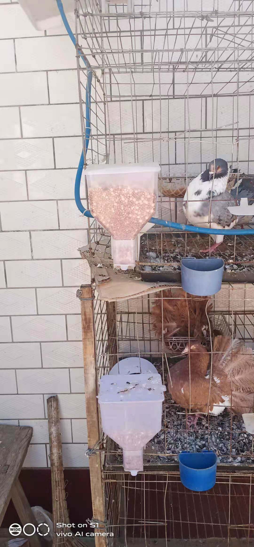 鸽子自动食槽养殖种鸽笼肉鸽鸽子笼下料器喂食器食盒鸽子用品笼具