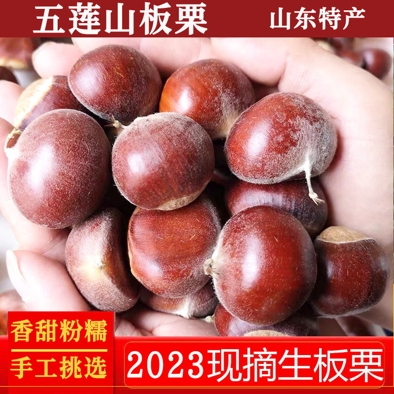 2026五莲山板栗新鲜小油栗小栗子野生小板栗毛栗子生栗子黄心新鲜