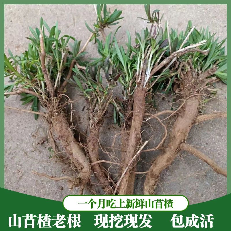 山东新鲜野菜山蚂蚱根山苜楂根新货山菜根山麻楂山珍菜苗包成活