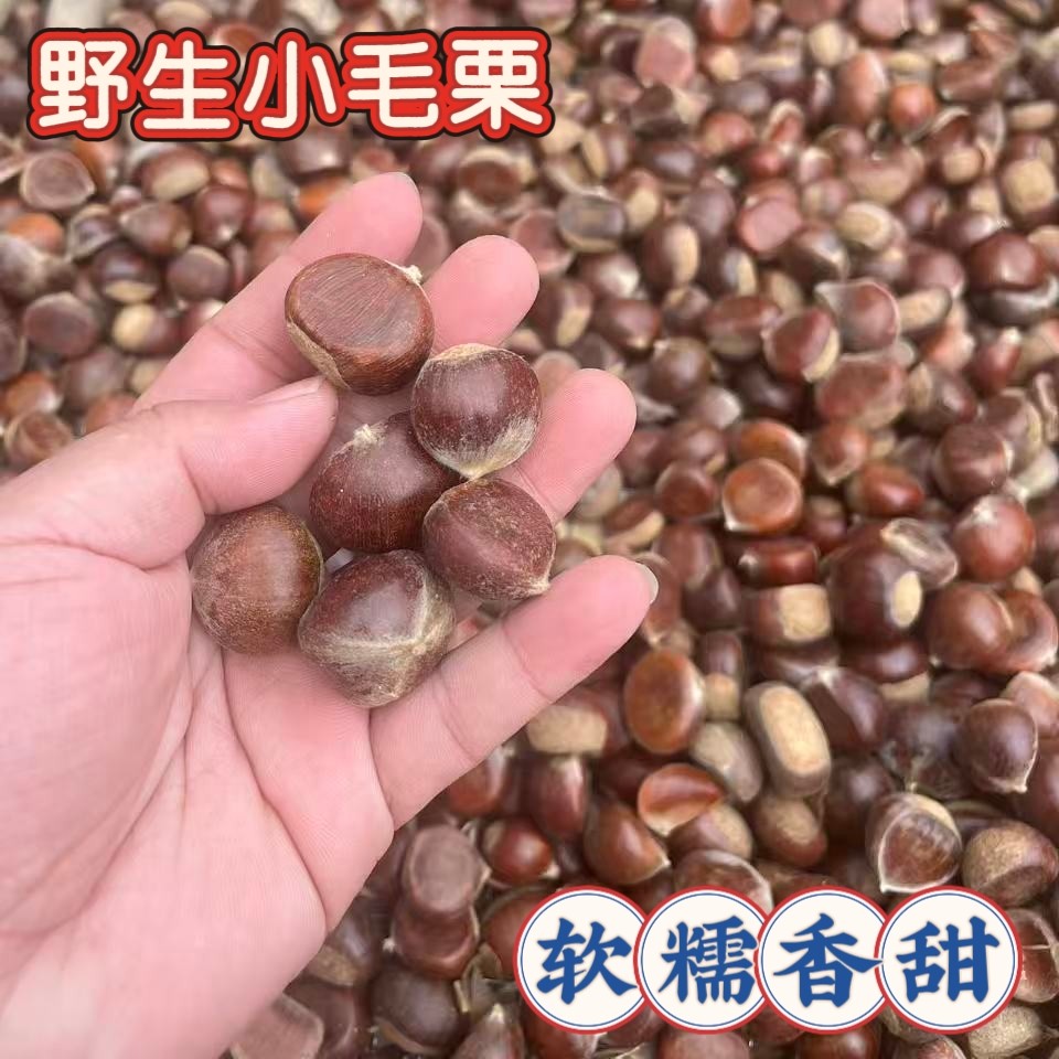 山东五莲特产小毛栗小小粒精选油栗子生板栗野生栗子新鲜板栗正宗