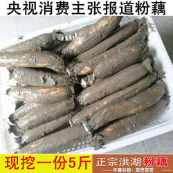 [粉藕开始发货]湖北洪湖煲汤粉藕新鲜现挖莲藕粉糯糯米藕煲汤藕