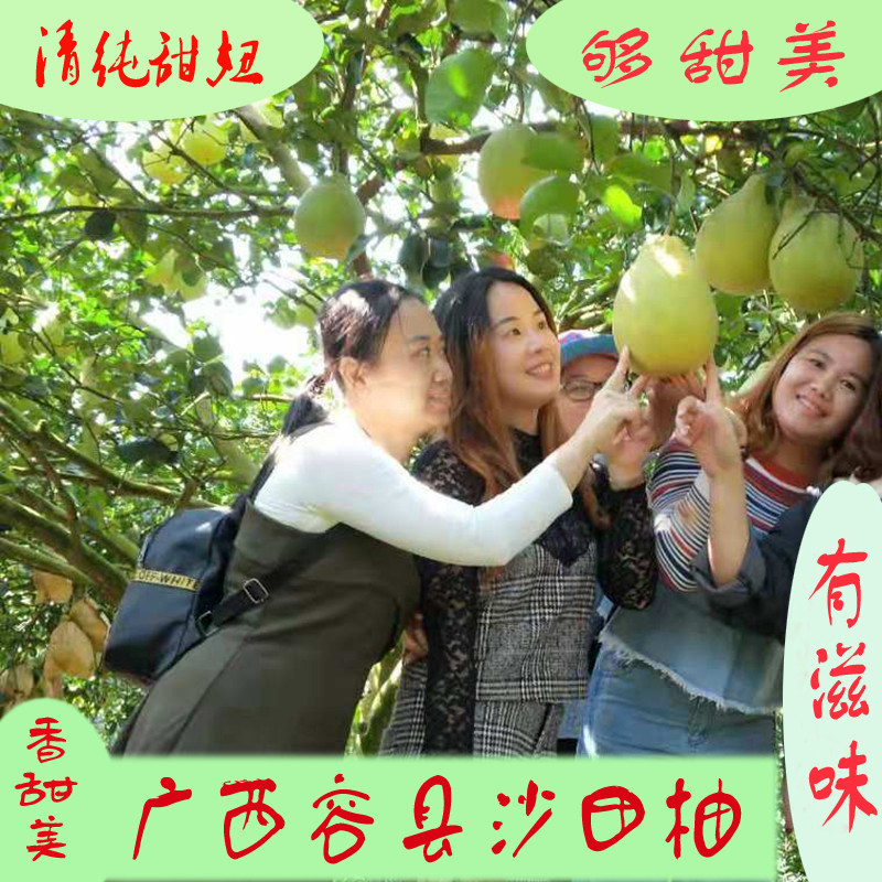 正宗广西容县沙田柚12斤纯甜老树水果包邮非梅州重庆长寿阳朔柚子