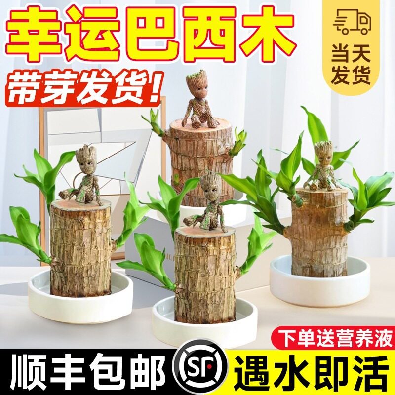 巴西木盆栽水培幸运木开花带芽绿桌面绿植