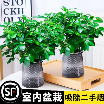鸭脚木盆栽花卉办公室内植物八方来财水培绿植好养活吸除甲醛植物