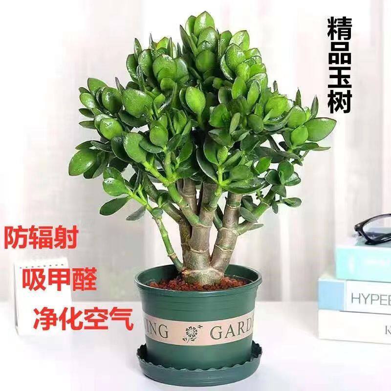 玉树金边盆栽多肉老桩独杆植物燕子掌四季常青盆景花卉耐旱好养活