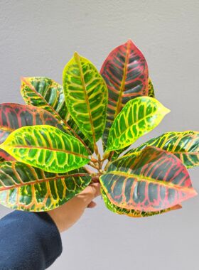 仿真绿植变色木单支漆木七彩洒金榕微景观造景假植物地插盆栽绿叶