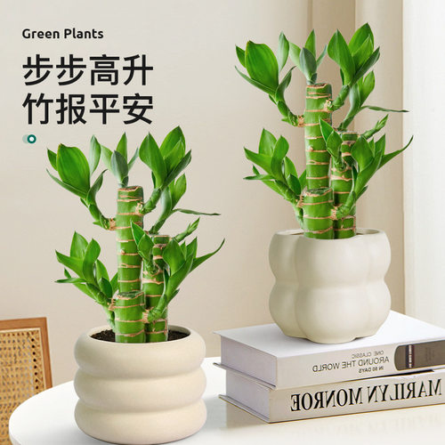 富贵竹植物节节高办公桌面绿植好养步步高花卉文昌竹客厅招财盆栽