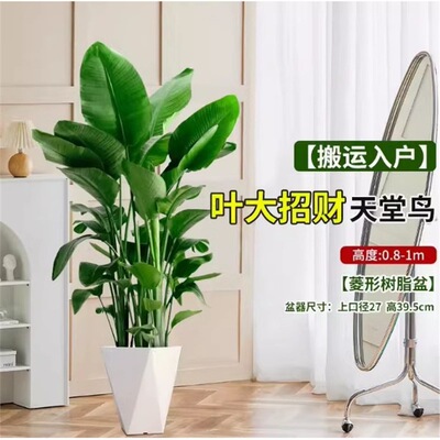 网红天堂鸟盆栽室内大型植物鹤望兰客厅办公室大盆栽绿植天堂鸟苗