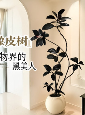 黑金刚橡皮树室内大型绿植客厅造型办公室阳台植物真绿植四季好养