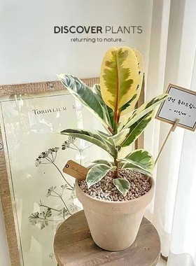 花叶橡皮树彩叶花金刚盆栽室内阳台办公室喜阳吸某醛观叶绿植花卉