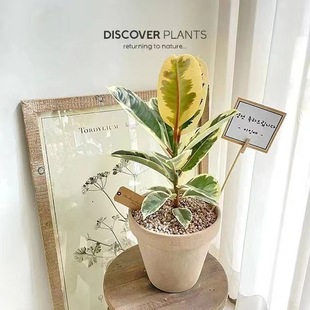 花叶橡皮树彩叶花金刚盆栽室内阳台办公室喜阳吸某醛观叶绿植花卉