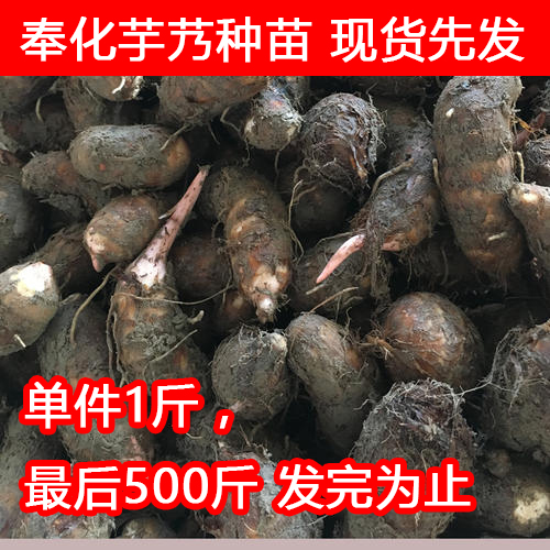 奉化芋艿种子种苗种植专用宁波特产500g装芋艿头小芋艿籽粉糯香滑