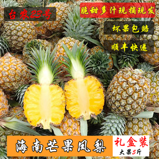 海南芒果凤梨地里熟采摘新鲜发货台农23号甜度20度浓香大菠萝