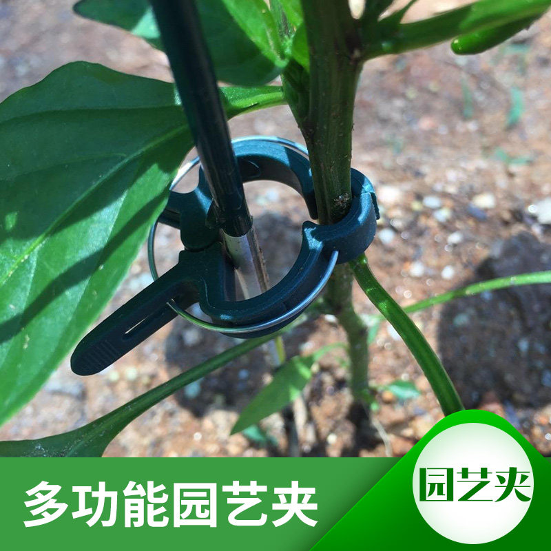 园艺兰花夹蝴蝶兰花支架兰夹子植物爬藤花卉支撑杆固定专用花支架