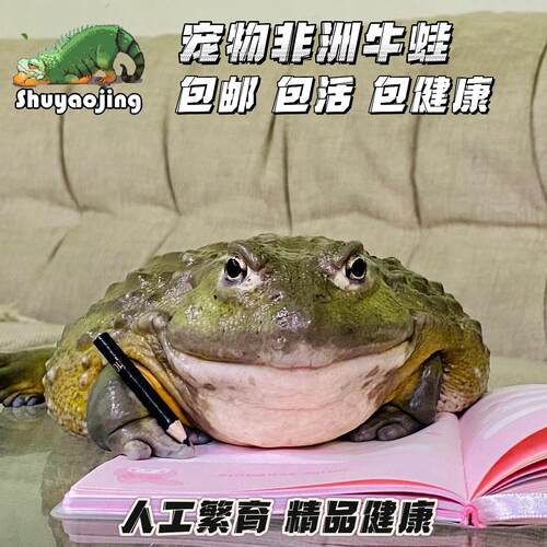 非洲牛蛙非牛宠物家养懒人爬宠