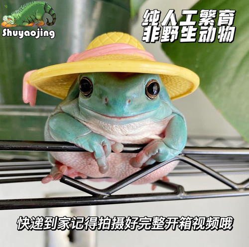 姥爷树蛙澳洲蓝姥爷雨林家养小宠