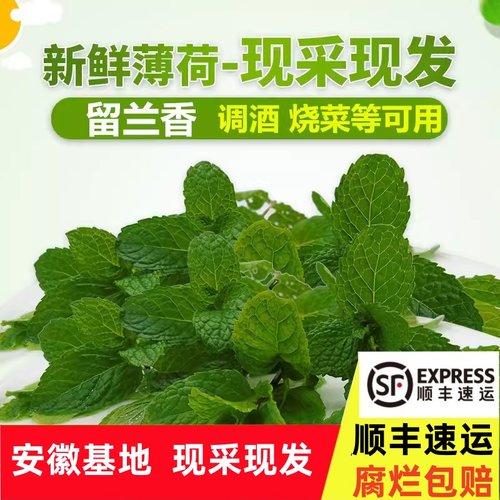 【桑叒】新鲜薄荷叶食用 鱼香食香菜 薄荷调酒新鲜薄荷留兰香大叶