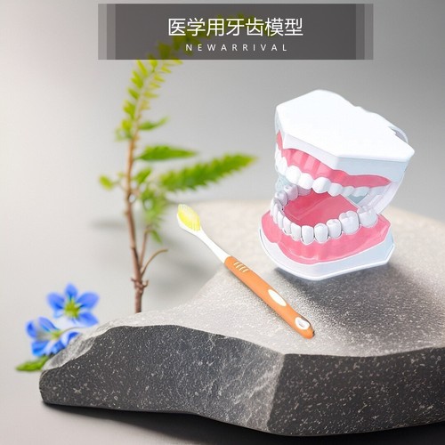 教学演示口腔模型高度仿真