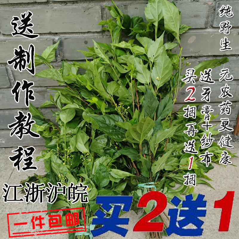 包邮观音柴 绿豆腐柴 绿豆腐叶子 泰顺特产 纯野生无农药现摘送灰