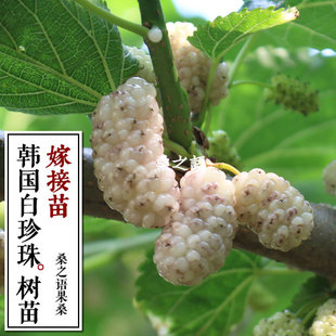 韩国白珍珠果桑树苗 白桑葚苗 阳台盆栽果树 白桑果苗 果桑苗