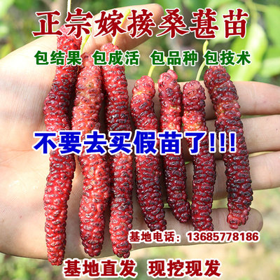 【长果桑杯苗】长果桑苗 紫金蜜桑 桑葚苗 采摘园水果种苗批