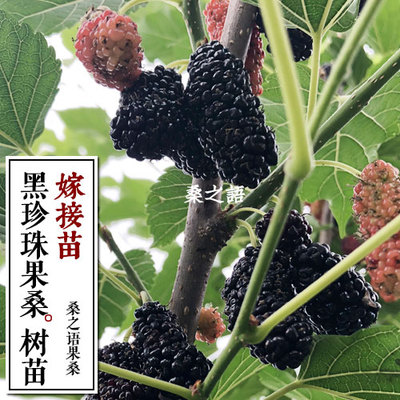 黑珍珠果桑苗 果桑树苗南北方种植高甜度桑葚苗 裸根桑树苗包对版