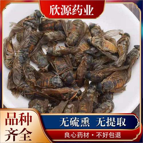 牛虻虫100克g 虻虫粉 牛虻 牛蚊子 正品牛苍蝇瞎虻虫牛虻干中药材