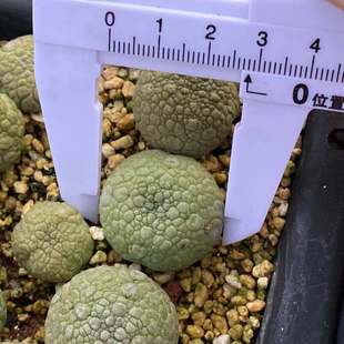 凝蹄玉稀有品种仙人球贵货精品萝藦科植物开花室内小盆栽实生多o.