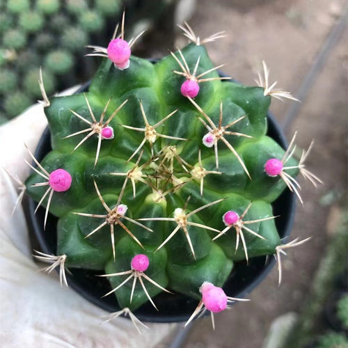 翠晃冠实生仙人球开花