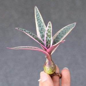 油点百合锦块根好养活多肉植物