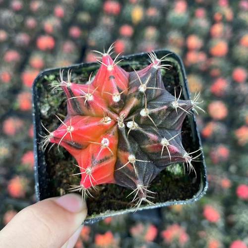 牡丹锦自然锦仙人球开花